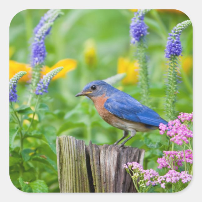 Bluebird male on fence post in flower garden square sticker (Front)