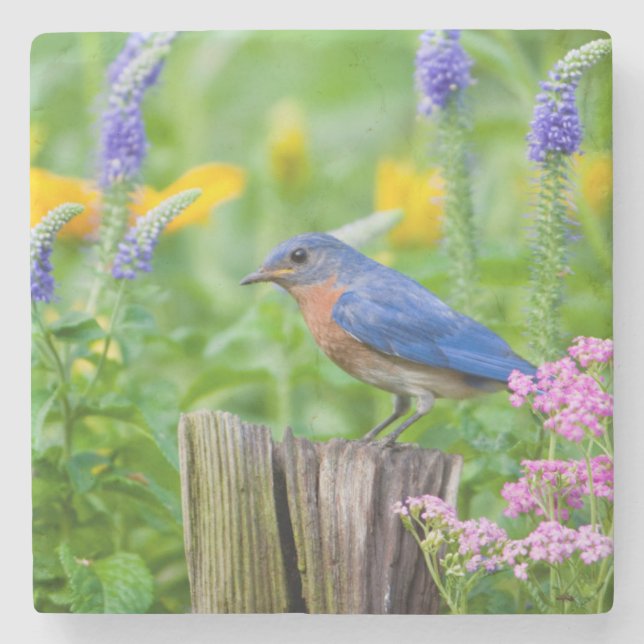 Bluebird male on fence post in flower garden stone coaster (Front)