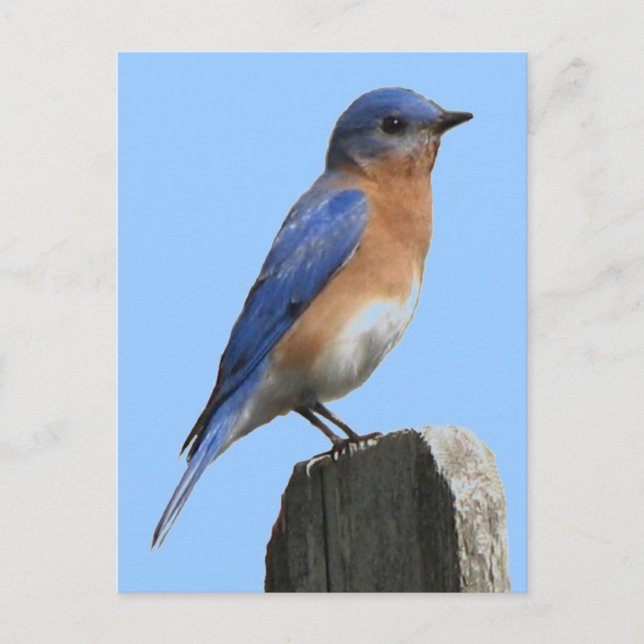 Bluebird Male Postcard (Front)