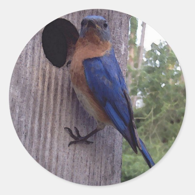Bluebird Male Sticker (Front)