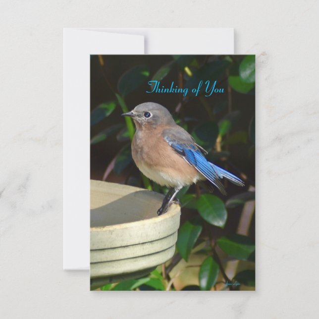 Bluebird Nature note card Thinking of you (Front)