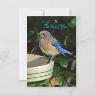 Bluebird Nature note card Thinking of you