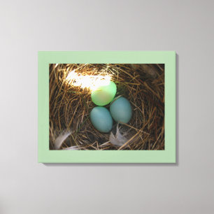 Bluebird Nest & Eggs Canvas Print