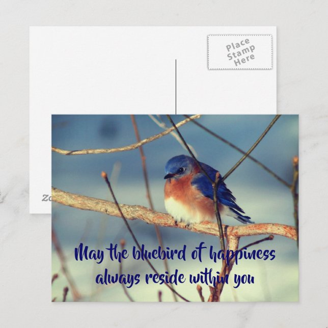 Bluebird Of Happiness Nature Postcard (Front/Back)