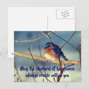 Bluebird Of Happiness Nature Postcard