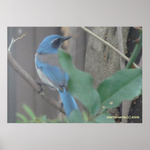 Bluebird on a Branch Poster