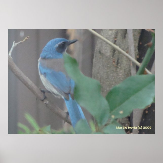 Bluebird on a Branch Poster (Front)