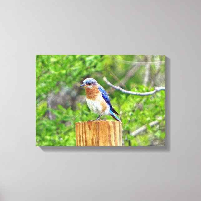 Bluebird on a Fence Post Canvas Print (Front)