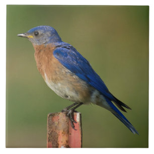 BLUEBIRD ON A STAKE TILE