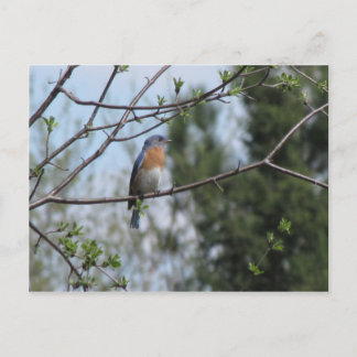 Bluebird on a tree postcard