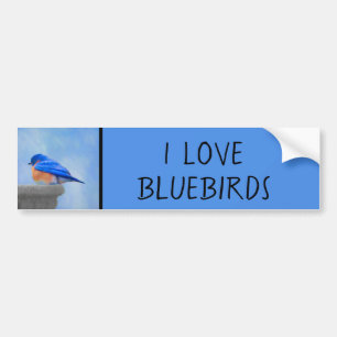 Bluebird Painting - Original Bird Art Bumper Sticker