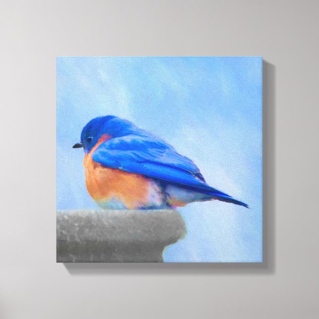 Bluebird Painting - Original Bird Art Canvas Print (Front)