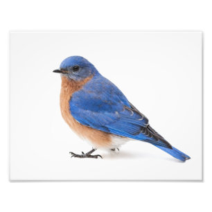 Bluebird Photo Print