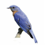 Bluebird Photo Sculpture Decoration<br><div class="desc">A pretty acrylic Eastern bluebird  ornament</div>