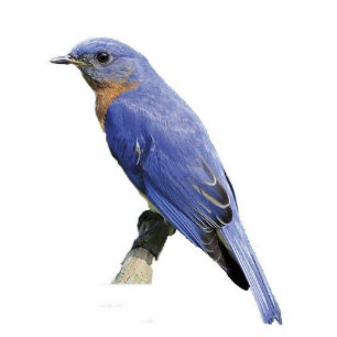 Bluebird Photo Sculpture Decoration