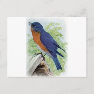 Bluebird Postcard