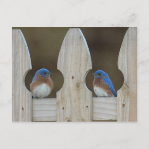 Bluebird postcards