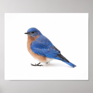 Bluebird Poster