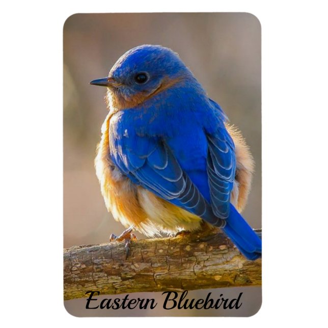 Bluebird Refrigerator Magnet Photo Template (Vertical)