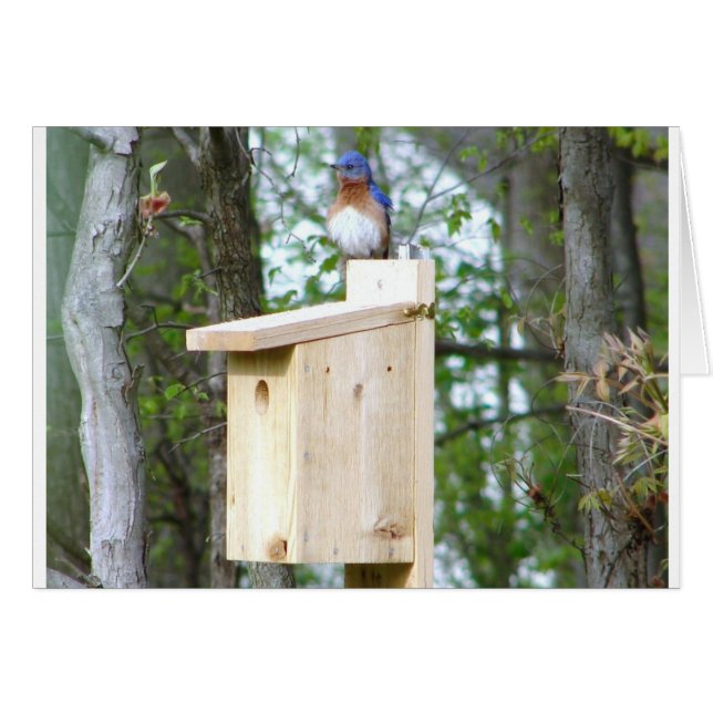 Bluebird Ruffled Feathers (Front Horizontal)