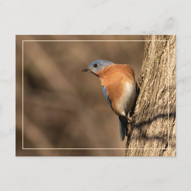 Bluebird, Sideways Glance Postcard (Front)