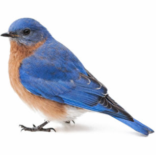Bluebird Standing Photo Sculpture