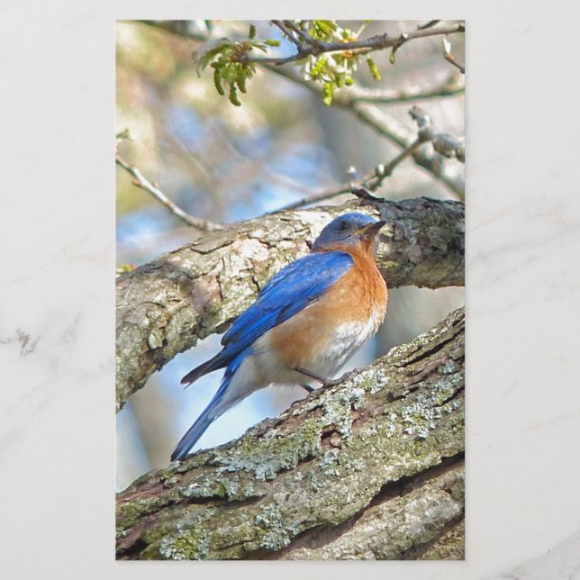 Bluebird Stationery (Front)