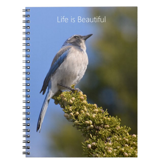 Bluebird Tree Branch (my photography) Notebook (Front)