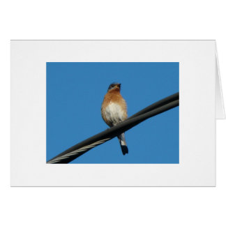 Bluebird, Wishing You A Day of Happiness