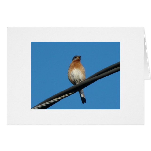 Bluebird, Wishing You A Day of Happiness (Front Horizontal)