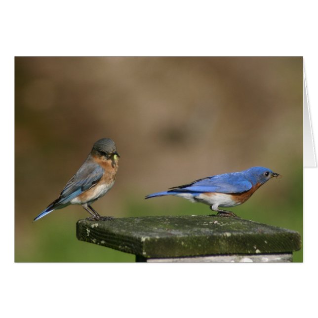 Bluebirds (Front Horizontal)