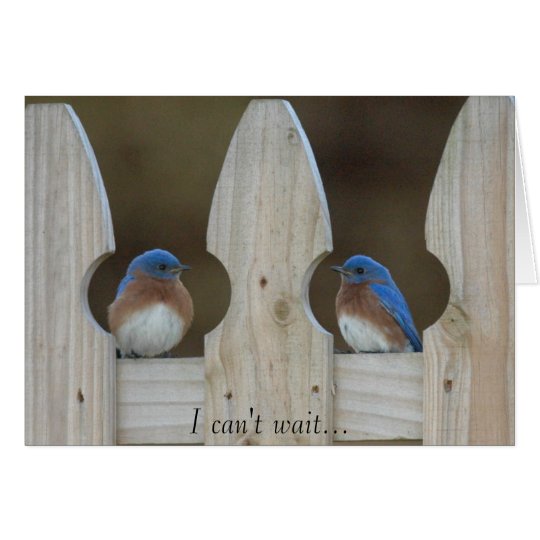 Bluebirds Card