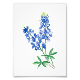 Bluebonnet 1 photo print