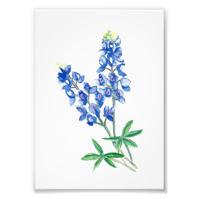 Bluebonnet 1 photo print (Front)