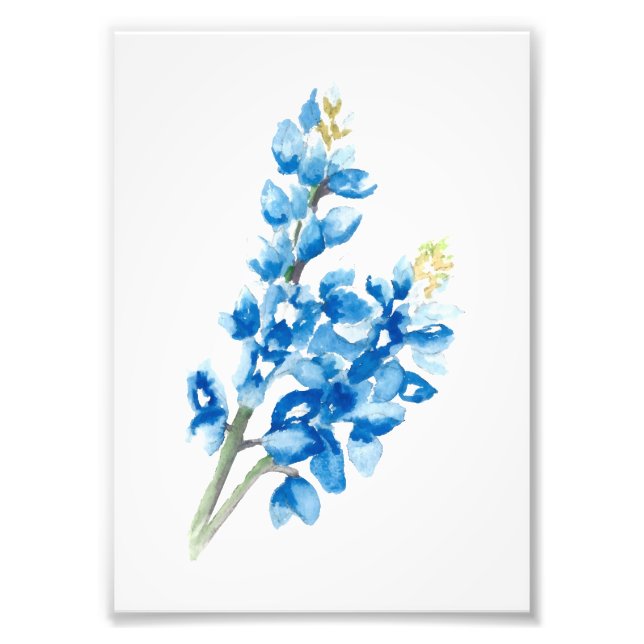 Bluebonnet 4 photo print (Front)