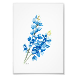 Bluebonnet 4 photo print