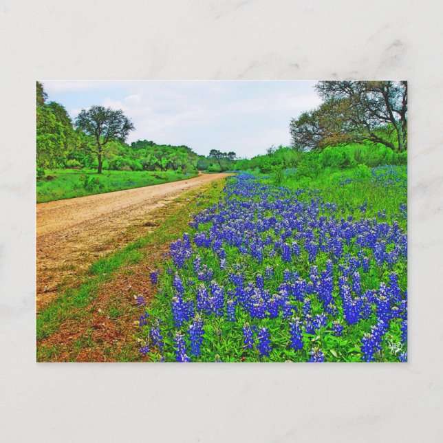 Bluebonnet Back Road Postcard (Front)