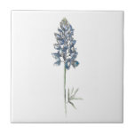 Bluebonnet Ceramic Tile<br><div class="desc">The bluebonnet image was created with pen and ink and watercolor.</div>