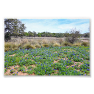 "Bluebonnet Field, Austin, Texas Photo Print