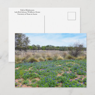 "Bluebonnet Field, Austin, Texas Postcard