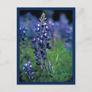 Bluebonnet Field Blue Flower Texas state Postcard