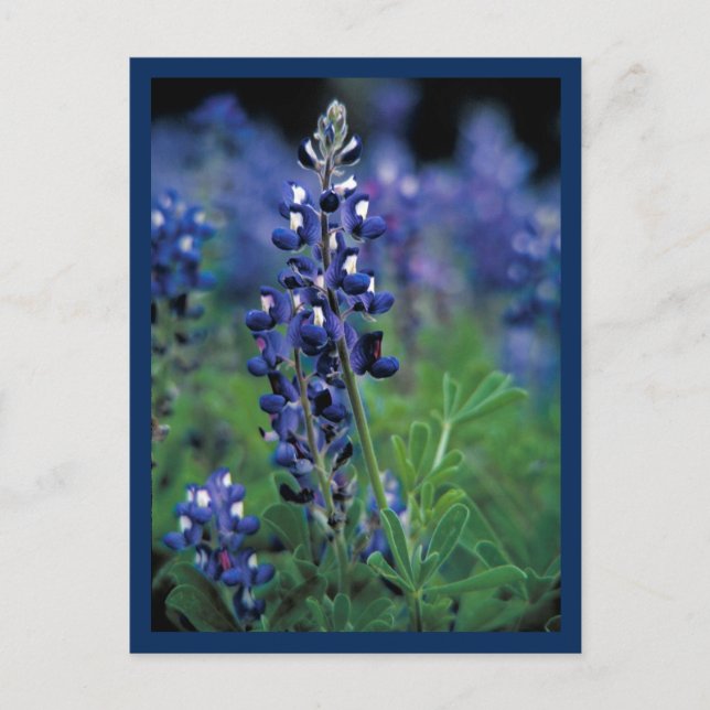 Bluebonnet Field Blue Flower Texas state Postcard (Front)