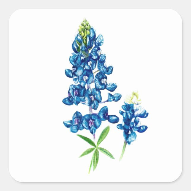 Bluebonnet Flower Square Sticker (Front)