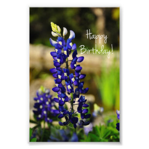 Bluebonnet "Happy Birthday" Photo Print