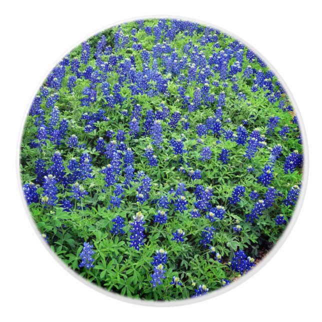 Bluebonnet Knob (Front)