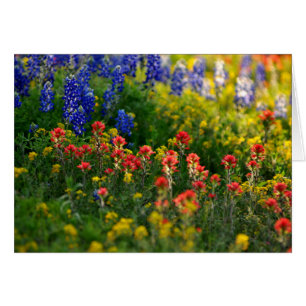 Bluebonnet Landscapes