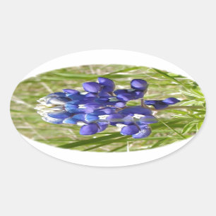 Bluebonnet Oval Sticker