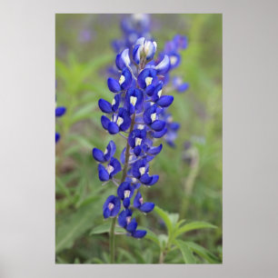 Bluebonnet Poster
