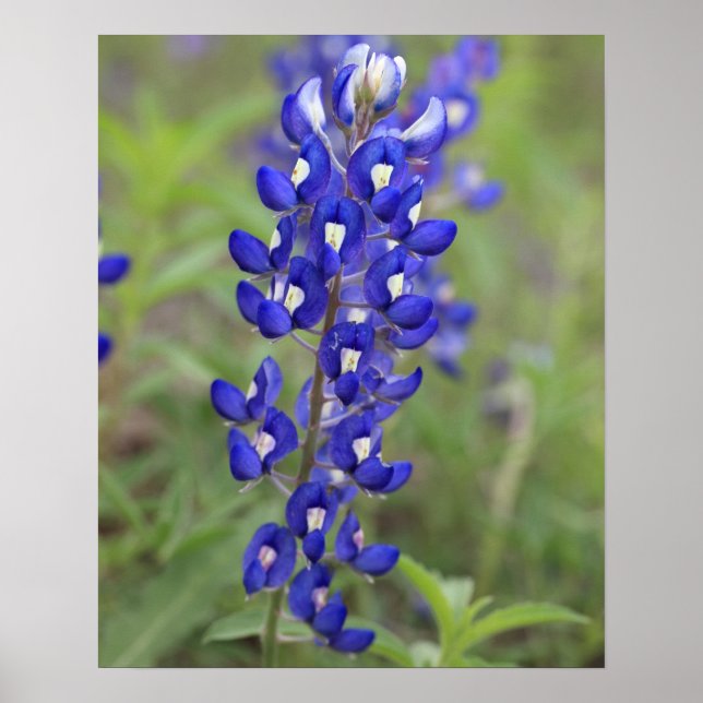 Bluebonnet Poster (Front)