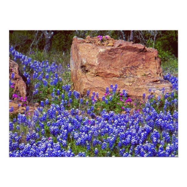 Bluebonnet Rock #2 Photo Print (Front)